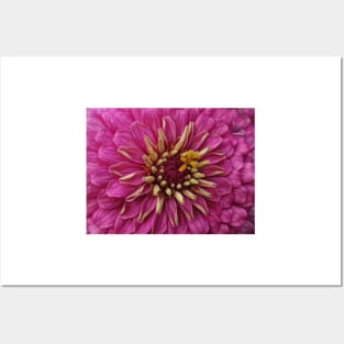 zinnia flower bloom in pink Posters and Art